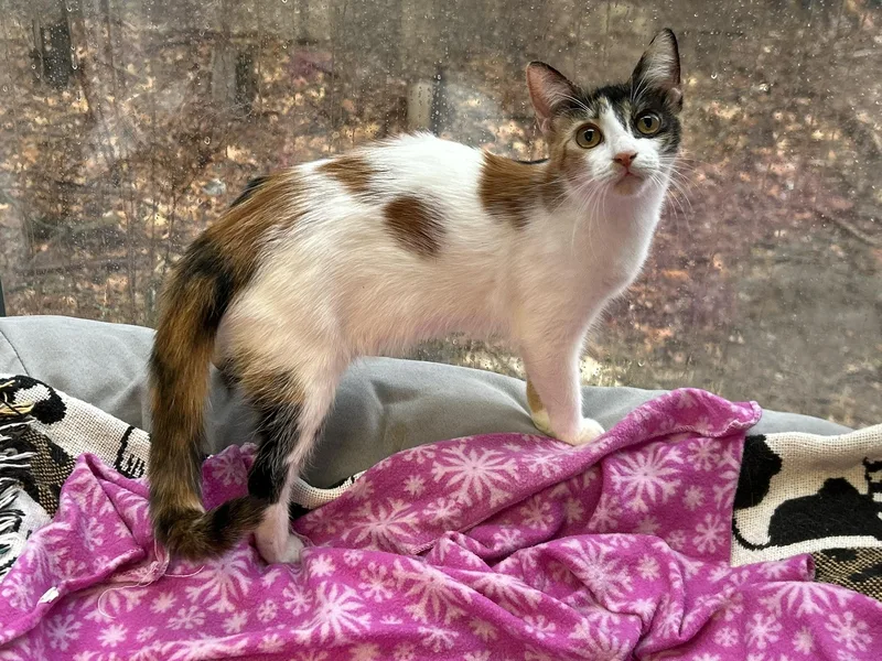A young medium-sized female Calico Calico cat named Molly for adoption in Sudbury, MA