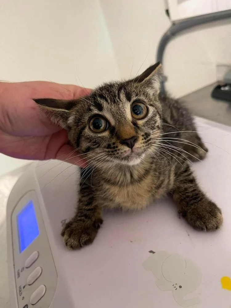 A baby small-sized female Domestic Short Hair cat named Mishka for adoption in Bolivar, MO