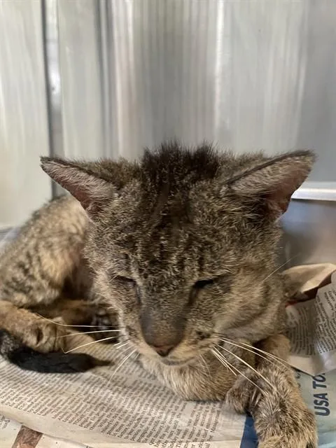 An adult small-sized male Domestic Short Hair cat named Twinkle Toes for adoption in Corpus Christi, TX