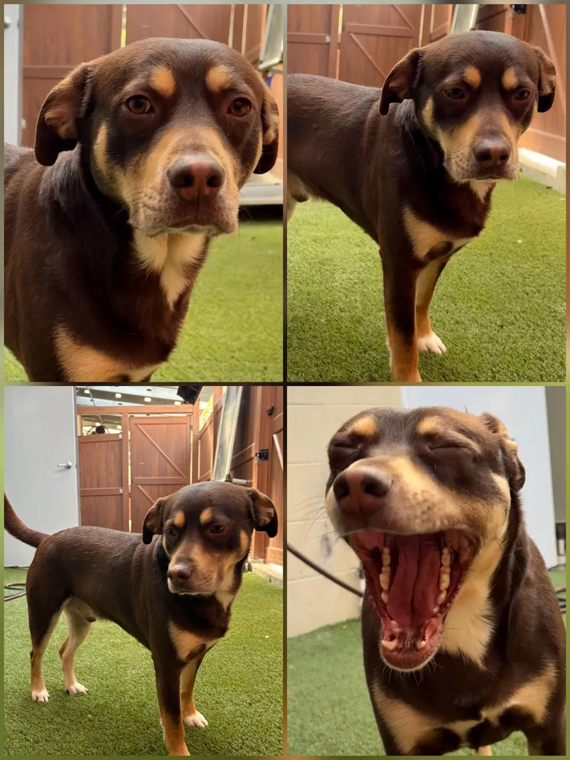 A young medium-sized male Brown / Chocolate Hound dog named Tanker for adoption in Marietta, GA