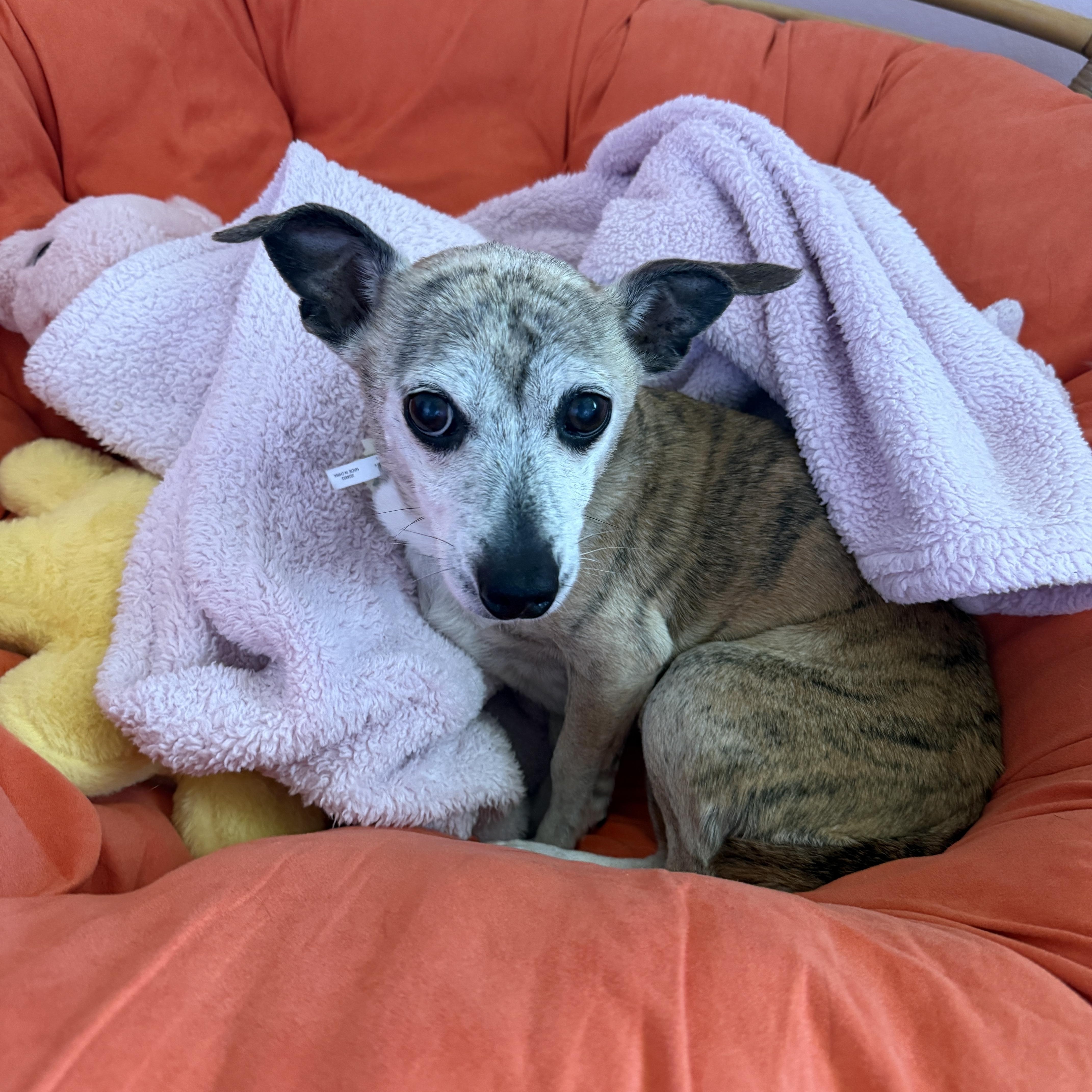 A senior small-sized female Chihuahua dog named Missy for adoption in Byron, IL