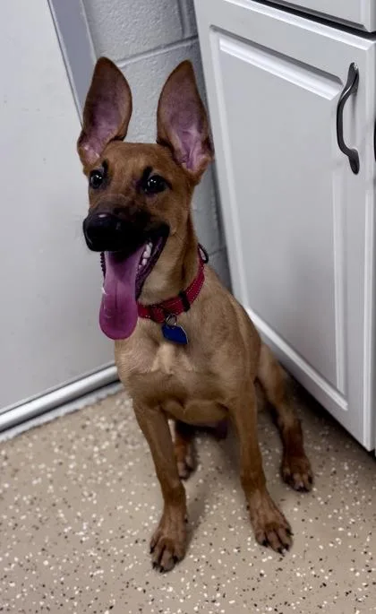 A baby medium-sized male Yellow / Tan / Blond / Fawn Belgian Shepherd / Malinois dog named Enzo for adoption in Bishop, GA