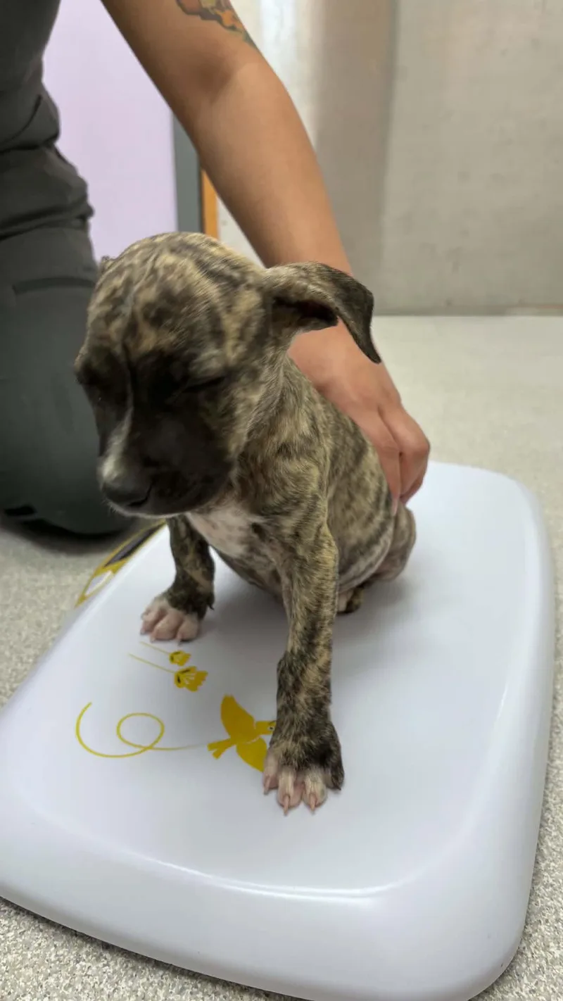 A baby large-sized female American Staffordshire Terrier dog named Beans for adoption in Holly Springs, NC