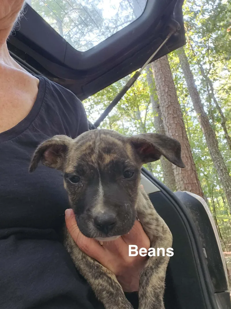 Beans thumbnail 2