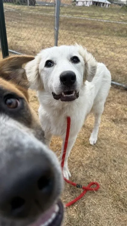 An adult large-sized female Golden Retriever dog named Timber for adoption in Morton Grove, IL