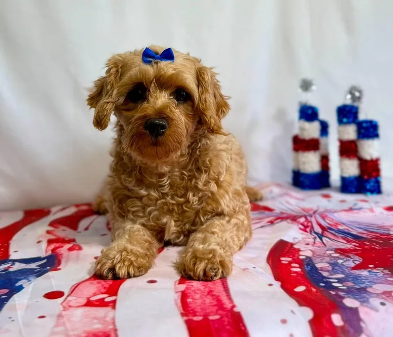 An adult small-sized female Miniature Poodle dog named Ginger for adoption in New Stanton, PA