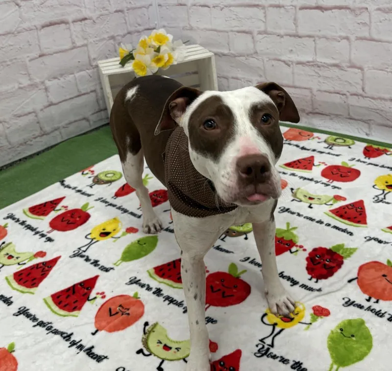 Muffin Comet
