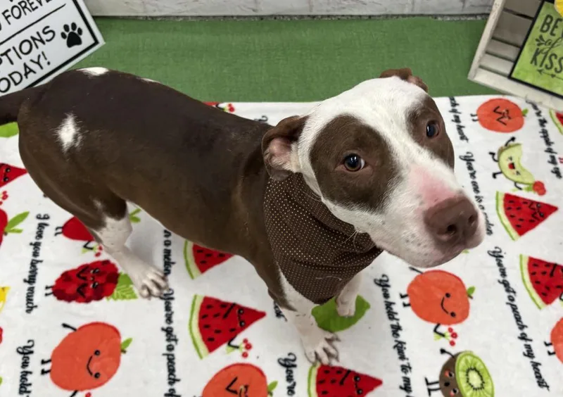 Muffin Comet thumbnail 2