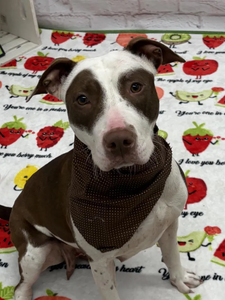 Muffin Comet thumbnail 3