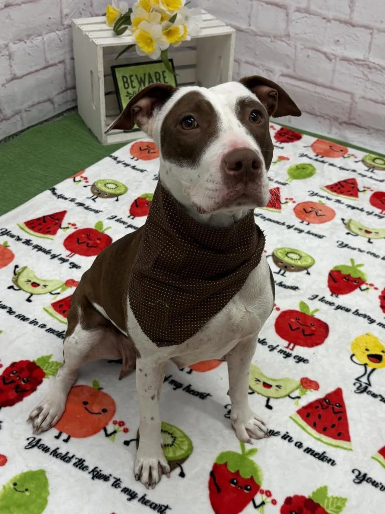 Muffin Comet thumbnail 4