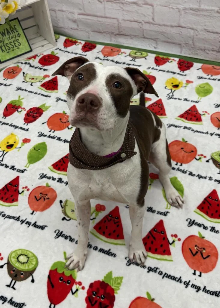 Muffin Comet thumbnail 5
