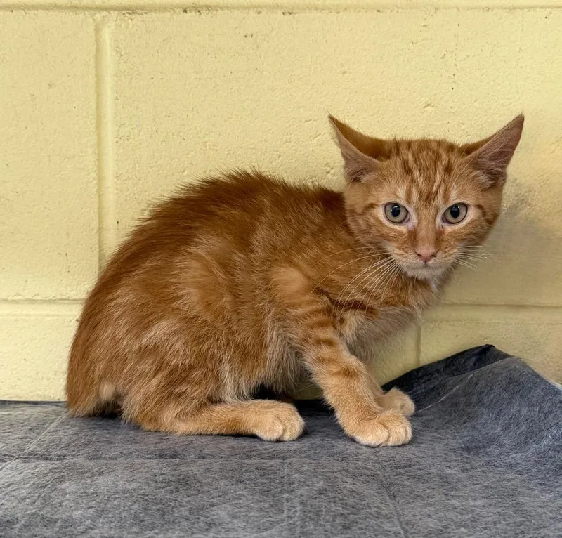 A baby medium-sized male Domestic Short Hair cat named Rusty Shackleford for adoption in Kingsland, GA