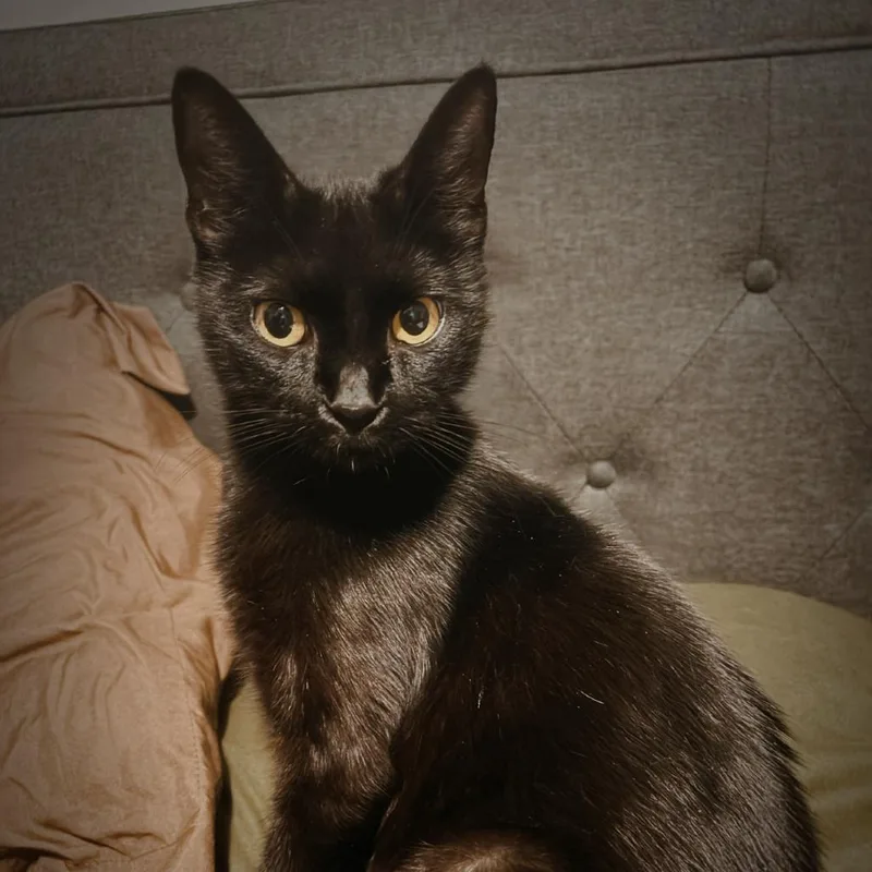 A young medium-sized female Black Domestic Short Hair cat named Mama Mary for adoption in Odenville, AL