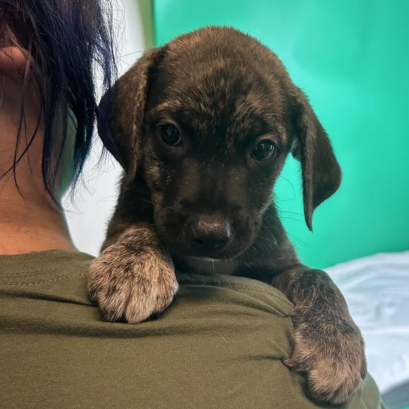 A baby medium-sized female Brindle Labrador Retriever dog named Cypress for adoption in San Antonio, TX