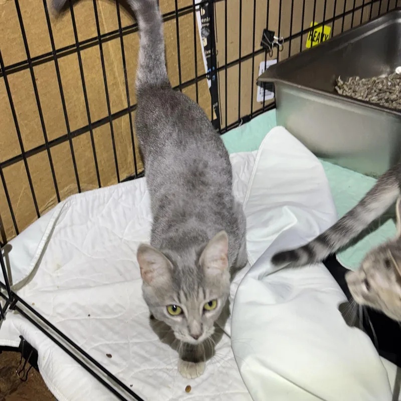 A baby small-sized female Gray / Blue / Silver Domestic Short Hair cat named Sassy & Jax for adoption in Pittsburgh, PA