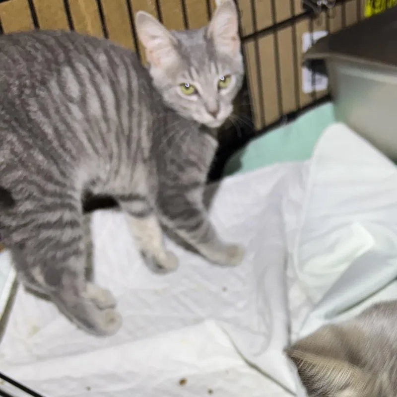 Sassy & Jax thumbnail 3