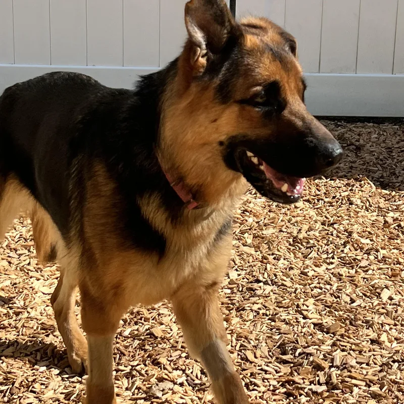 An adult large-sized female Black German Shepherd Dog dog named Bristol for adoption in New Rochelle, NY