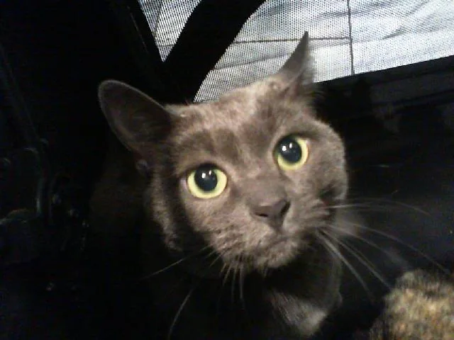 An adult medium-sized female Domestic Short Hair cat named Celeste for adoption in Charlotte, NC