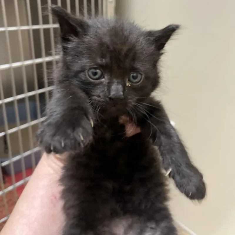 A baby small-sized male Black Domestic Short Hair cat named Spectre for adoption in Sonoma, CA