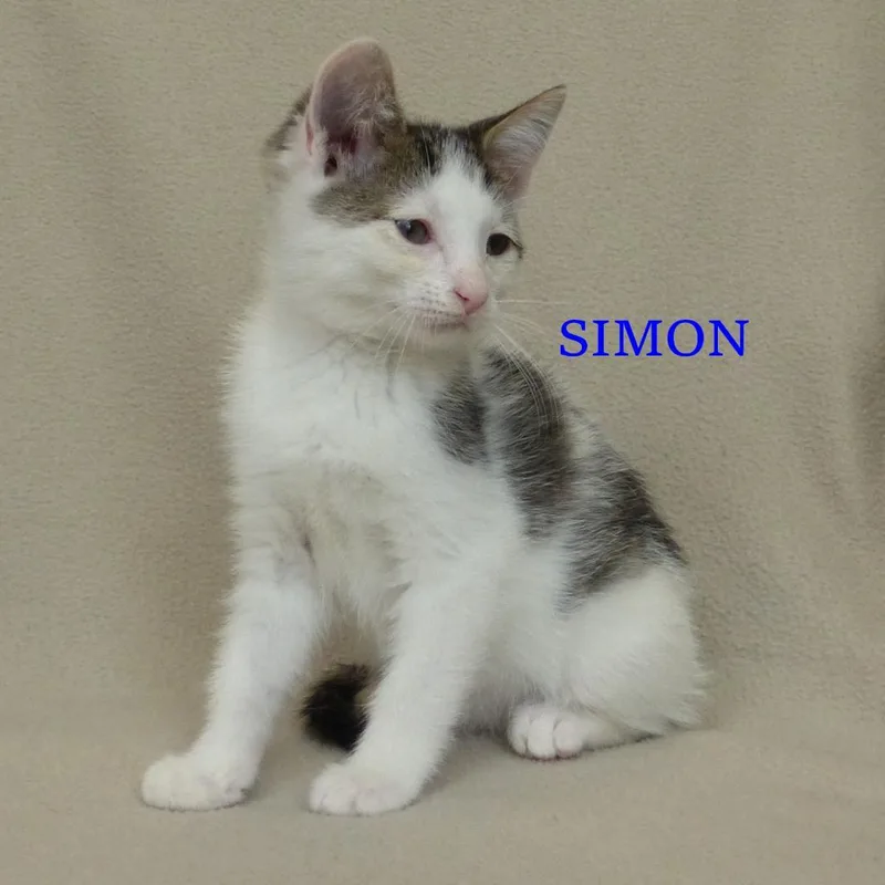 A young medium-sized male Gray & White Domestic Short Hair cat named Simon for adoption in Rochester, NY
