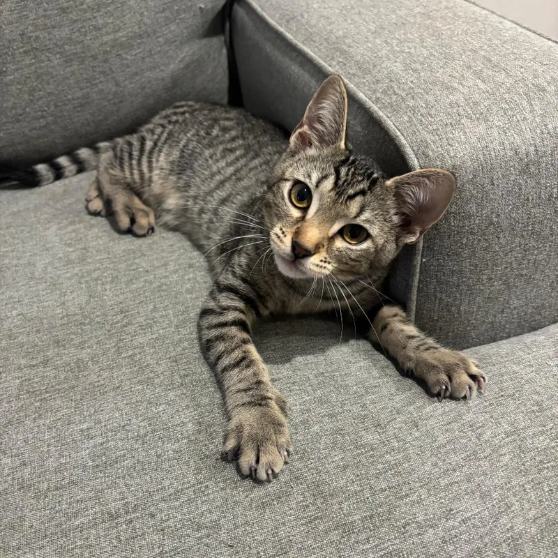 A baby small-sized female Domestic Short Hair cat named Mable for adoption in Greensboro, NC