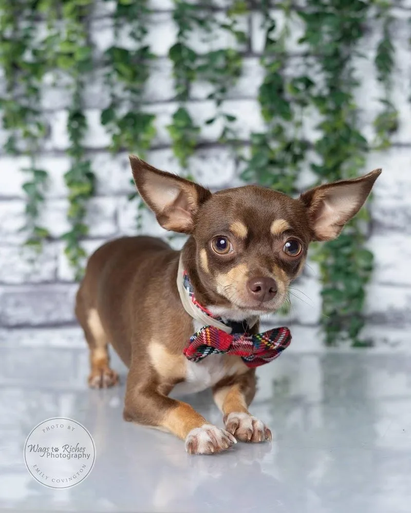 A young small-sized male Brown / Chocolate Chihuahua dog named Neko  lbs. for adoption in Tuscaloosa, AL
