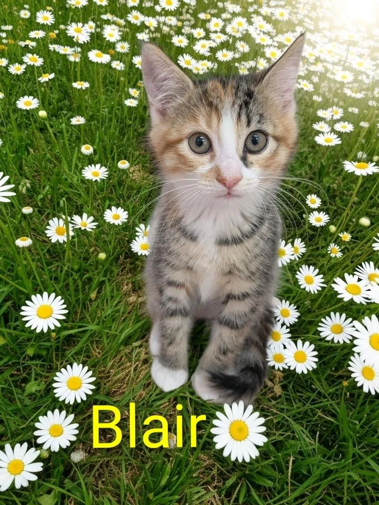 A baby small-sized female Domestic Short Hair cat named Blair for adoption in Jim Thorpe, PA
