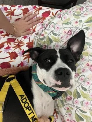 An adult large-sized female Mixed Breed dog named Kaa for adoption in Atlanta, GA