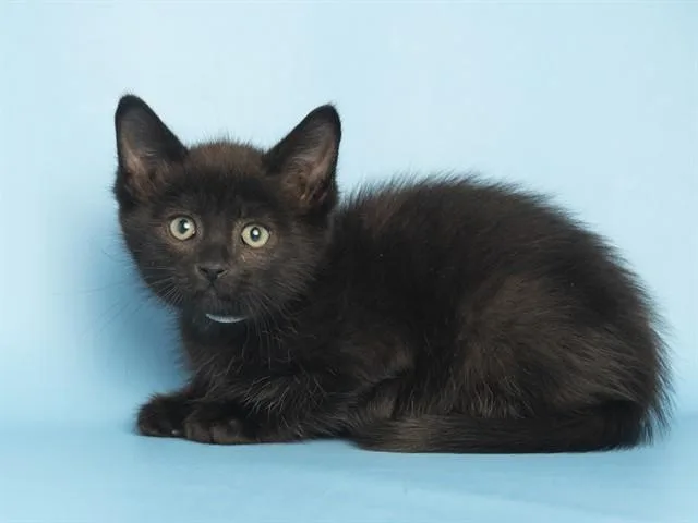 A baby small-sized male Domestic Short Hair cat named Ron for adoption in Phoenix, AZ