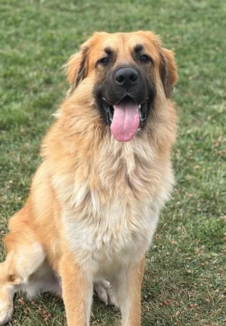 An adult extra large-sized male Leonberger dog named Simba for adoption in Fairfield, CA