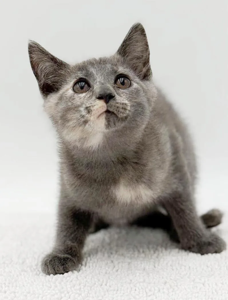 A baby small-sized female Gray / Blue / Silver Russian Blue cat named Minnie is happy chirpy for adoption in Bedford Hills, NY