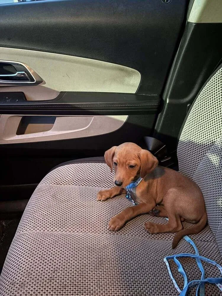 A baby small-sized male Red / Chestnut / Orange Mixed Breed dog named Gale for adoption in Milton, DE