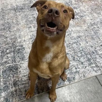 An adult medium-sized male Mixed Breed dog named Charlie for adoption in Janesville, WI