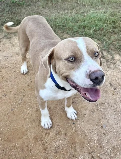 An adult large-sized male Pit Bull Terrier dog named Ziggy for adoption in Augusta, GA