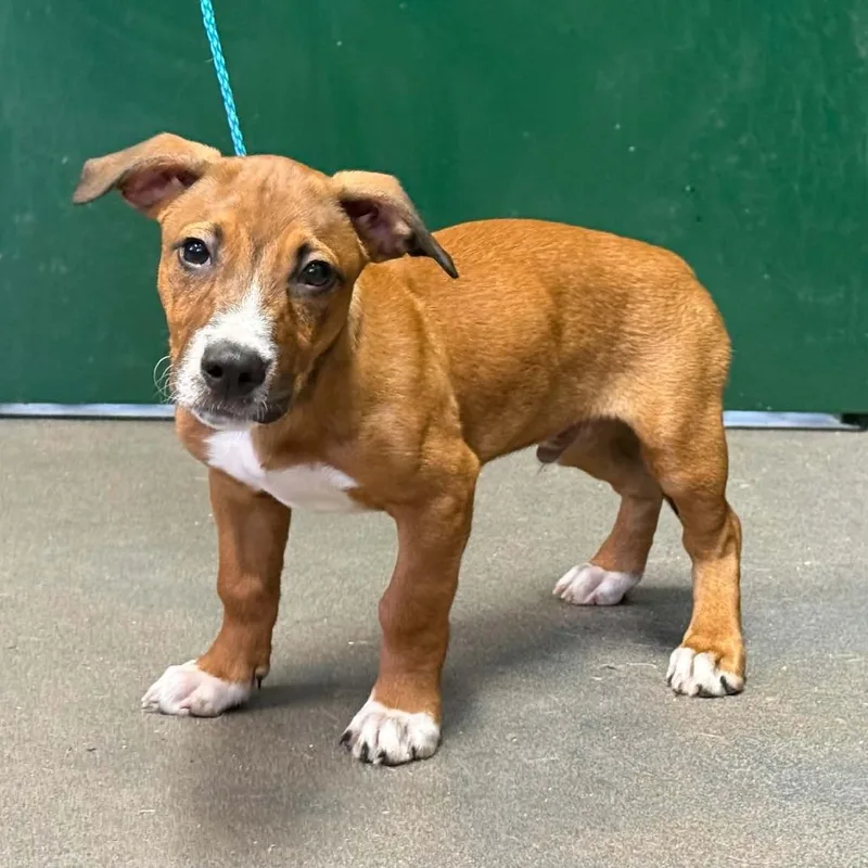A baby small-sized male Mixed Breed dog named Otis for adoption in Pine Mountain, GA