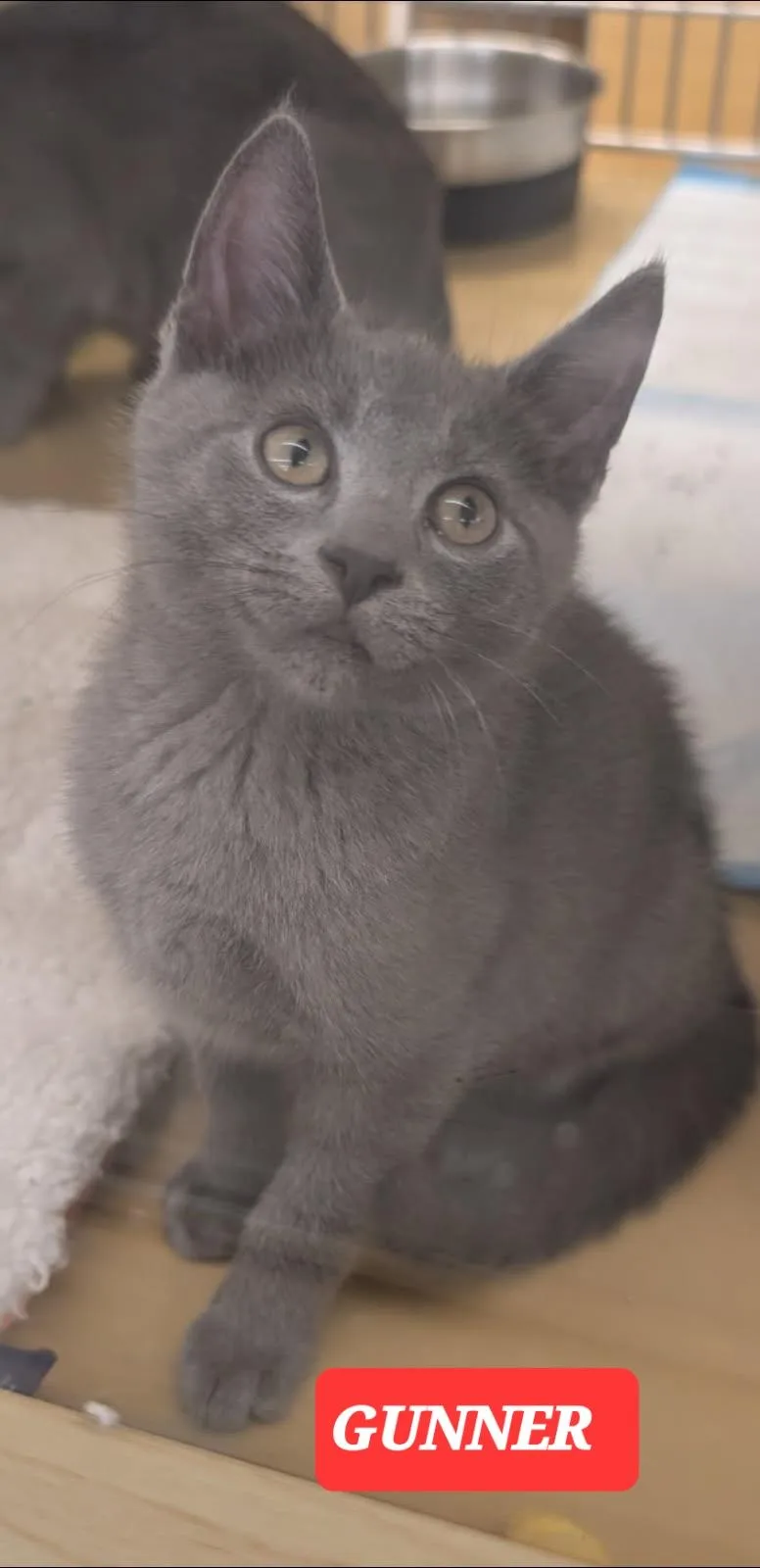 Gracie Anne thumbnail 3