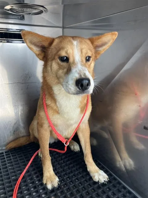 A young medium-sized female Mixed Breed dog named Amber for adoption in Dallas, TX