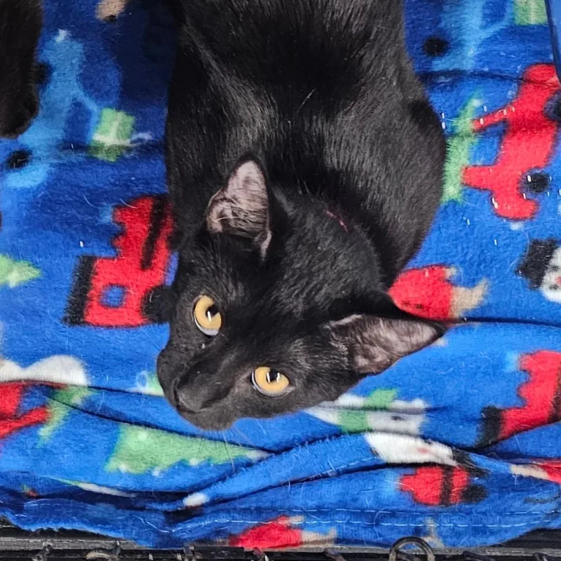 A baby small-sized female Black Domestic Short Hair cat named Ellie for adoption in Corydon, IN