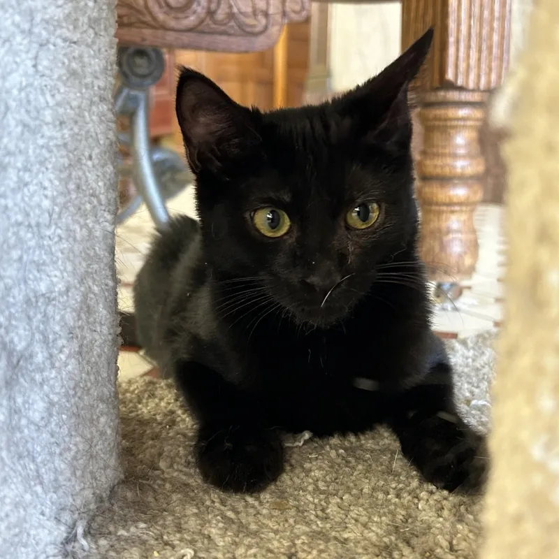 A baby medium-sized female Black Domestic Short Hair cat named Marcy for adoption in Springdale, AR