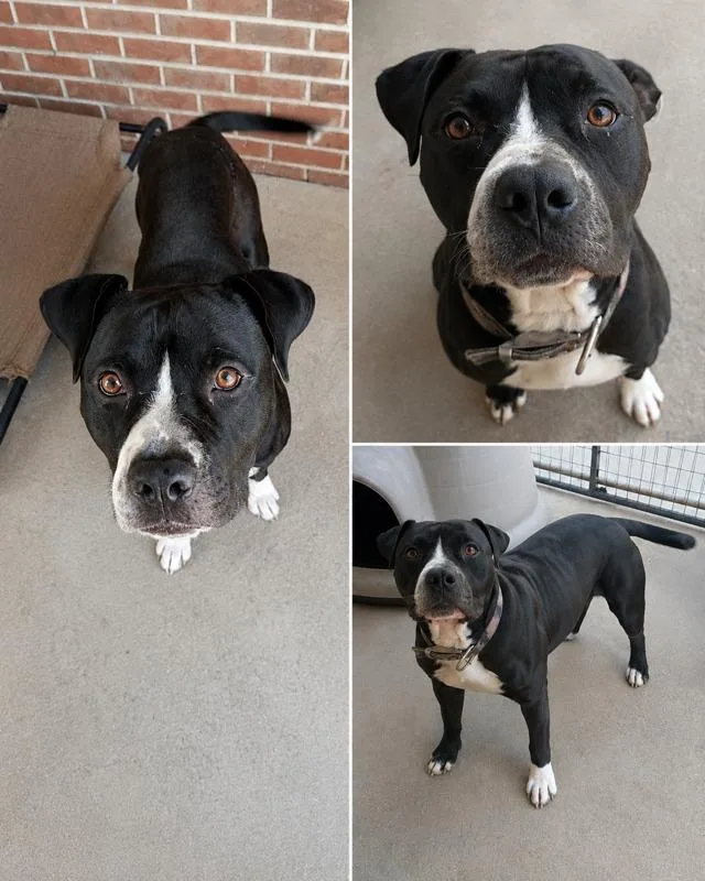 A young medium-sized male Bull Terrier dog named Diesel for adoption in Marianna, FL