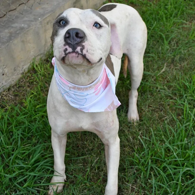 An adult medium-sized female White / Cream Pit Bull Terrier dog named Winter for adoption in Beaumont, TX