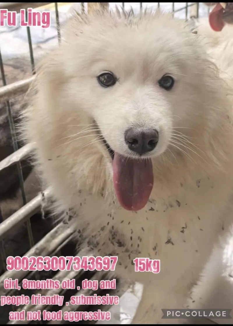 A young medium-sized female Samoyed dog named China Fuling for adoption in Tucson, AZ