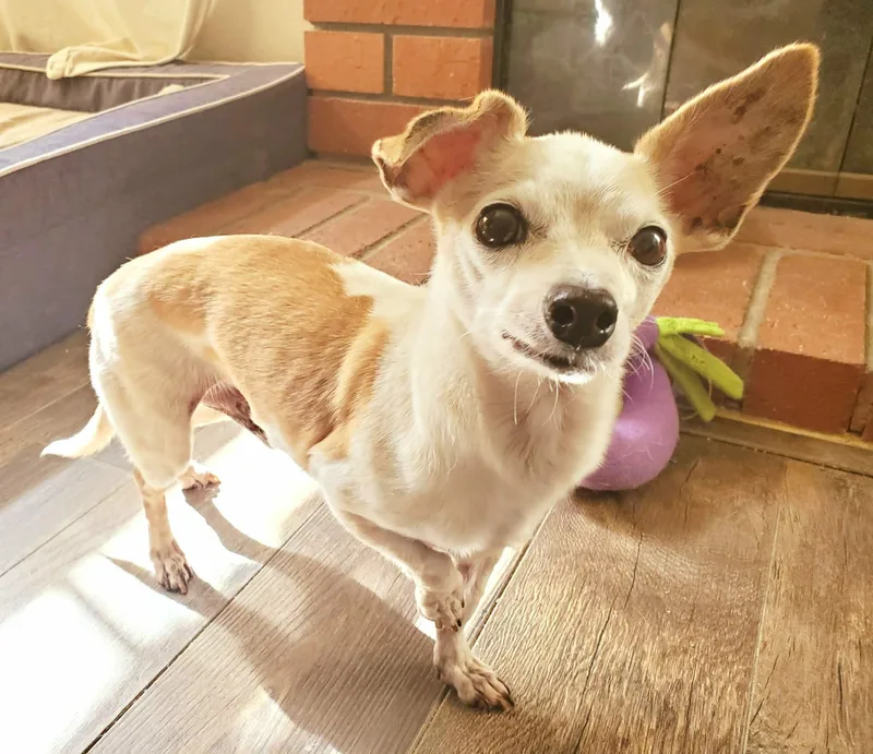 Beatrix And Remy thumbnail 2