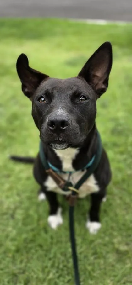 Nalani