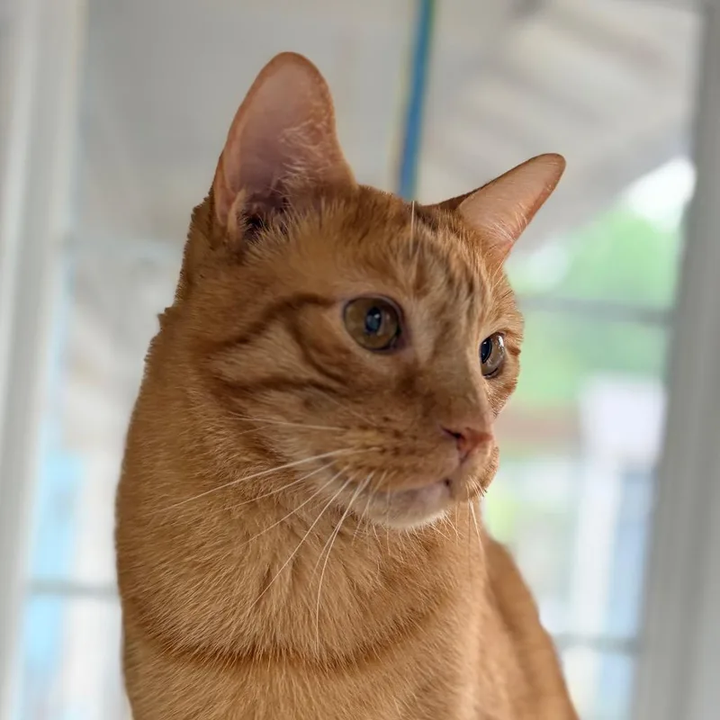 An adult large-sized male Buff / Tan / Fawn Domestic Short Hair cat named Diego for adoption in Aldie, VA