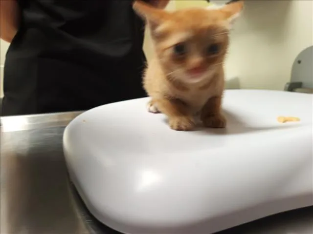 A baby small-sized male Domestic Short Hair cat named Phoenix for adoption in Chapel Hill, NC
