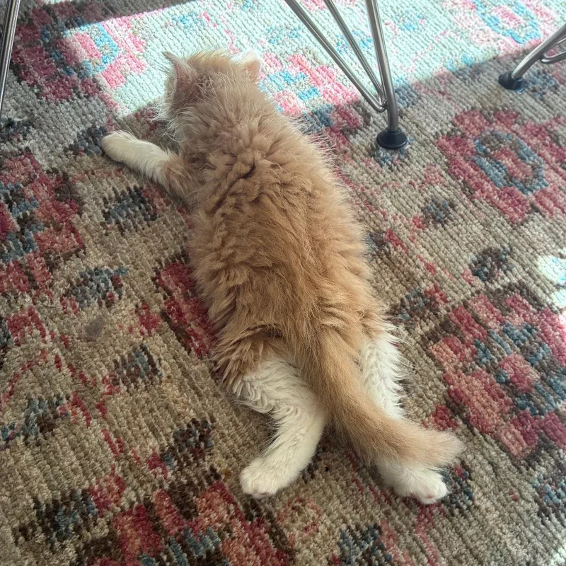 A baby small-sized male Domestic Long Hair cat named Squanchy for adoption in Costa Mesa, CA