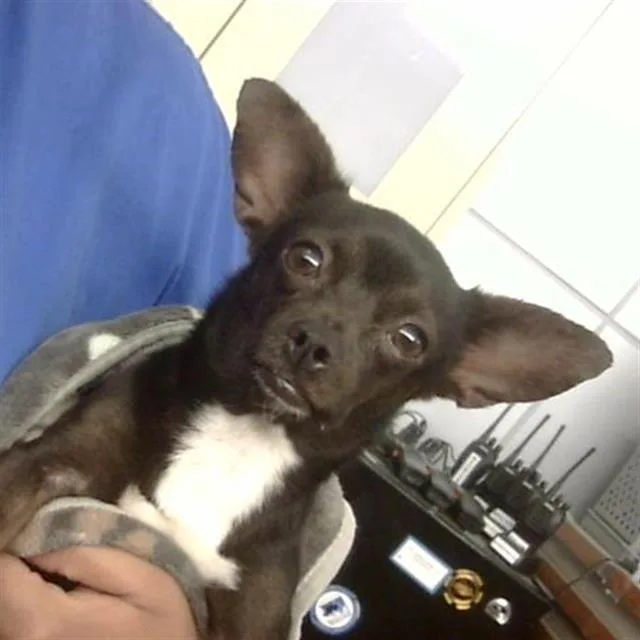 An adult small-sized female Mixed Breed dog named Bambi for adoption in Dallas, TX