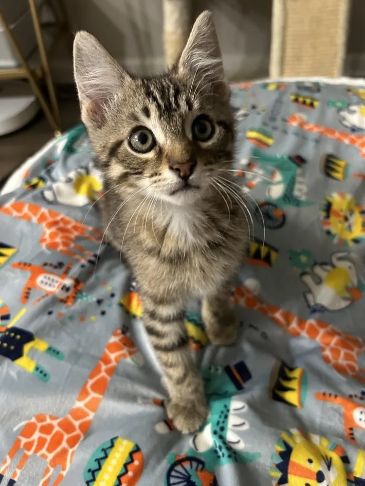 A baby small-sized male Domestic Short Hair cat named Cyrus Lf for adoption in Greenville, SC