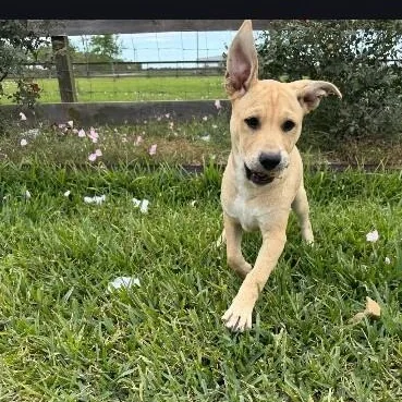 A baby medium-sized female Yellow / Tan / Blond / Fawn Pit Bull Terrier dog named Mary Moore Kisses for adoption in Friendswood, TX